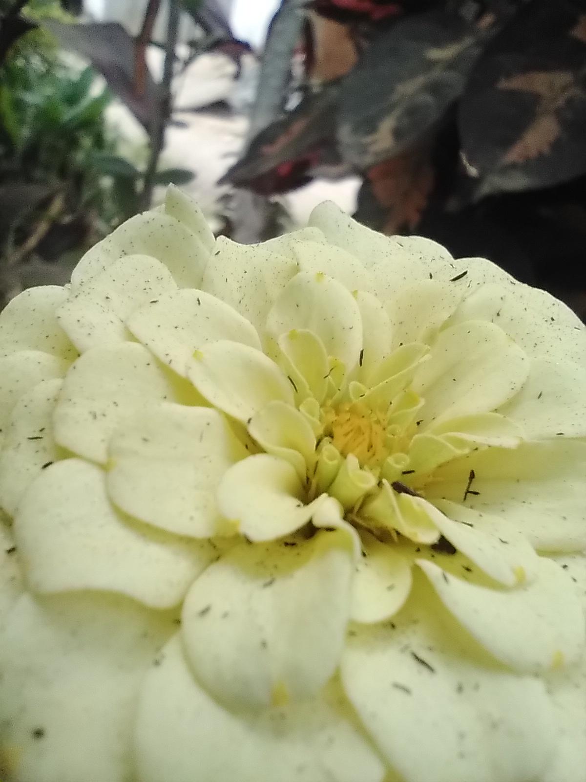 fotografia com smartphone — flor amarela